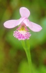Pogonia ophioglossoides (L.) Ker-Gawl.