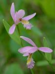 Pogonia ophioglossoides (L.) Ker-Gawl.