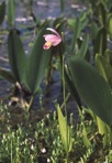 Pogonia ophioglossoides (L.) Ker-Gawl.