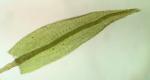 Pohlia nutans (Hedw.) Lindb.