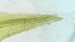 Pohlia nutans (Hedw.) Lindb.