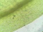 Pohlia nutans (Hedw.) Lindb.