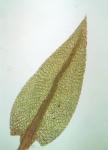 Pohlia wahlenbergii (F. Weber & D. Mohr) A.L. Andrews
