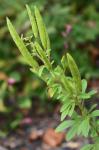 Polanisia dodecandra (L.) A. DC. var. dodecandra
