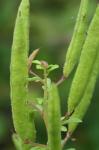 Polanisia dodecandra (L.) A. DC. var. dodecandra