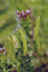 Polanisia dodecandra (L.) A. DC. var. dodecandra