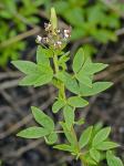 Polanisia dodecandra (L.) A. DC. var. dodecandra