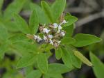 Polanisia dodecandra (L.) A. DC. var. dodecandra