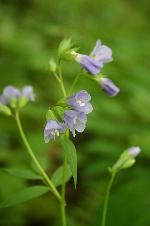 Polemonium reptans L. var. reptans