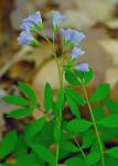 Polemonium reptans L. var. reptans