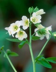 Polemonium reptans L. var. reptans