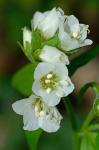 Polemonium reptans L. var. reptans