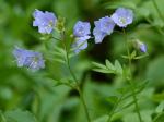 Polemonium reptans L. var. reptans