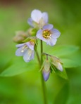 Polemonium reptans L. var. reptans