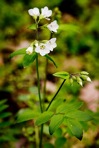 Polemonium reptans L. var. reptans