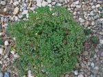 Polycarpon tetraphyllum (L.) L.