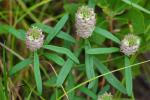 Senega cruciata (L.) J.F.B. Pastore & J.R. Abbott