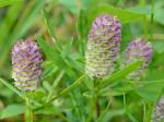 Senega cruciata (L.) J.F.B. Pastore & J.R. Abbott