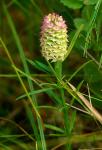 Senega cruciata (L.) J.F.B. Pastore & J.R. Abbott