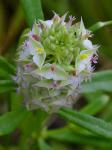 Senega cruciata (L.) J.F.B. Pastore & J.R. Abbott