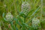 Senega cruciata (L.) J.F.B. Pastore & J.R. Abbott