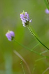 Senega curtissii (A. Gray) J.F.B. Pastore & J.R. Abbott