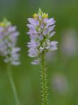 Senega curtissii (A. Gray) J.F.B. Pastore & J.R. Abbott