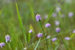 Senega curtissii (A. Gray) J.F.B. Pastore & J.R. Abbott