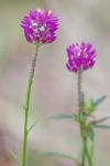 Senega curtissii (A. Gray) J.F.B. Pastore & J.R. Abbott