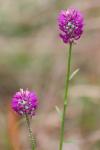 Senega curtissii (A. Gray) J.F.B. Pastore & J.R. Abbott