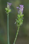 Senega incarnata (L.) J.F.B. Pastore & J.R. Abbott
