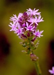 Senega incarnata (L.) J.F.B. Pastore & J.R. Abbott