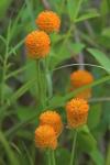 Senega lutea (L.) J.F.B. Pastore & J.R. Abbott