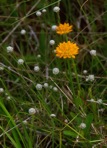 Senega lutea (L.) J.F.B. Pastore & J.R. Abbott