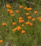 Senega lutea (L.) J.F.B. Pastore & J.R. Abbott