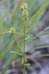 Senega nuttallii (Torr. & A. Gray) J.F.B. Pastore & J.R. Abbott