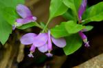 Polygaloides paucifolia (Willd.) J.R. Abbott