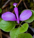 Polygaloides paucifolia (Willd.) J.R. Abbott