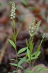 Senega officinalis Spach