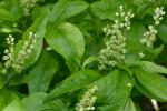 Senega officinalis Spach
