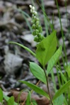 Senega officinalis Spach