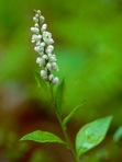 Senega officinalis Spach
