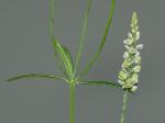 Senega verticillata (L.) J.F.B. Pastore & J.R. Abbott