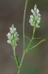 Senega verticillata (L.) J.F.B. Pastore & J.R. Abbott