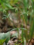 Senega verticillata (L.) J.F.B. Pastore & J.R. Abbott