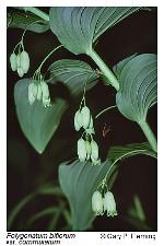 Polygonatum biflorum (Walt.) Ell. var. commutatum (J.A. & J.H. Schultes) Morong