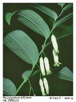 Polygonatum biflorum (Walt.) Ell. var. biflorum