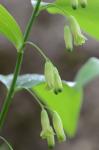 Polygonatum biflorum (Walt.) Ell. var. biflorum