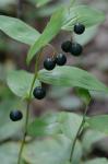 Polygonatum biflorum (Walt.) Ell. var. biflorum