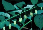 Polygonatum biflorum (Walt.) Ell.